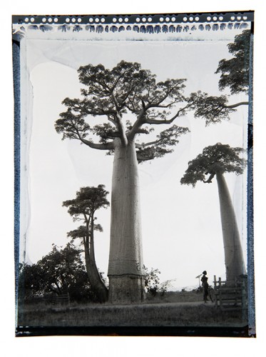 baobab #1