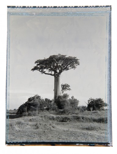 baobab #2