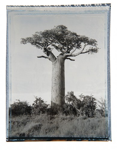 baobab #3