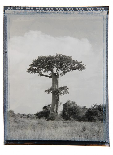 baobab #4