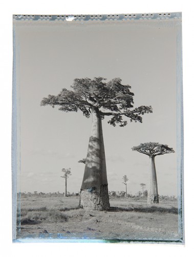 baobab #5