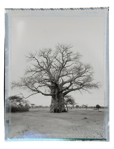 baobab #6